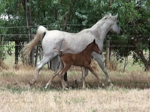 Undurra Simone and her 2017 filly by Simeon Shatah