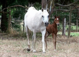 Undurra Simone with her lovely 2017 filly