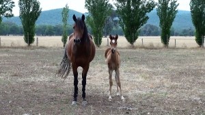 Undurra Kiraa   Straight Egyptian mare and her 2016 filly by Simeon Shiur