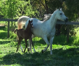 Undurra Angelique and 2014 foal