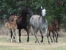 foals by simeon shatah 20120516 1379234620thumbs