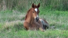Undurra Bojangles chestnut colt foal