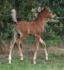 Undurra Bojangles - colt foal by Simeon Shoah