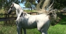 Simeon Shatah exotic grey stallion