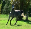 Undurra Alissa -black/grey mare