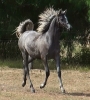 Undurra Matilda - black/grey filly by Asfour son