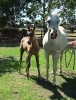 Undurra Mia's colt foal available for purchase