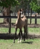 Undurra Santiago -another fine example of Angelique's foals