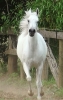 Undurra Tah'llia - one of our beautiful white mares