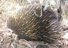Click to enlarge; Echidna